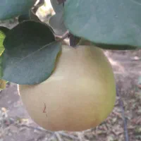 به شیرین و زرد
