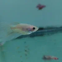 فایتر یک بند موجود شد|ماهی|شیراز, گود عربان|دیوار