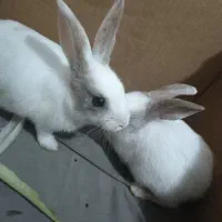 دو عدد خرگوش سالم و سرحال