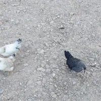 مرغ و خروس مینیاتوری