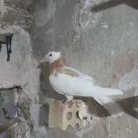 کفتر طوقی زرد|پرنده|مشهد, چهنو|دیوار