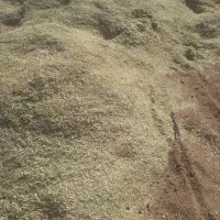 فروش عمده کاه لوبیا،کاه گندم خرمن کوب، یونجه