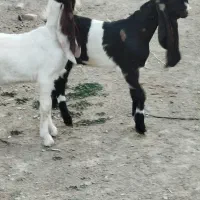 دوعددکولار بزغاله پاکستانی اصل گوش بلند تکه خورده|حیوانات مزرعه|ملکآباد, |دیوار