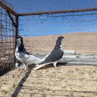 یال زرد کاکلی گلدار،خوشرنگ و یال  ،راست سیاه کاکلی