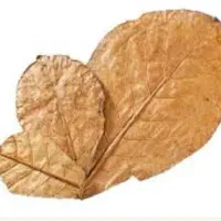 برگ کاتاپا جادویی