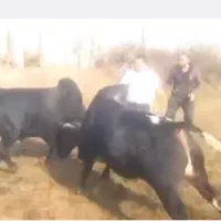 ورزا چالوسی بشرط ج پلمپ|حیوانات مزرعه|سنگر, |دیوار