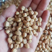 نخود درجه یک درشت وزودپخت برای روستاهای همدان