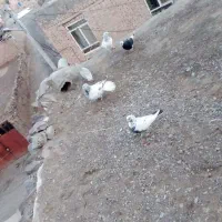 کفتر|پرنده|بیرجند, |دیوار