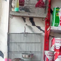سهره خاکی|پرنده|پاکدشت, خاتون آباد|دیوار