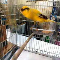 قناری رسمی نرو ماده|پرنده|اندیشه, اندیشه فاز ۱|دیوار