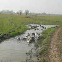 قوغاز|حیوانات مزرعه|خمام, |دیوار