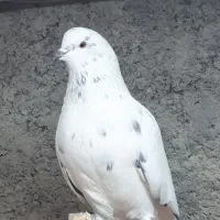 کفتر شمرونی