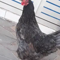 مرغ‌...