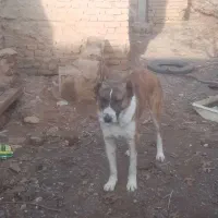 واگزاری توله 16 ماه