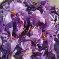 تازه گل زعفران