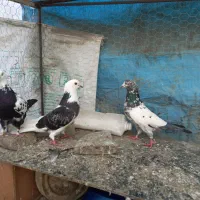 سه تا کفتر تیر ماه پریده