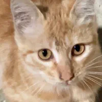 بچه گربه رایگان