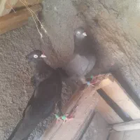 کبوتر|پرنده|هندیجان, |دیوار