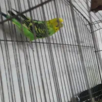 پرنده مرغ عشق ماده