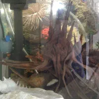 آکواریوم شیشه خم ماهیران با کلیه تجهیزات|ماهی|ری, شهید بهشتی|دیوار