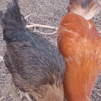 خروس و مرغ محلی سالم