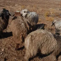 با سلان تعدادی بره نر|حیوانات مزرعه|خرامه, |دیوار