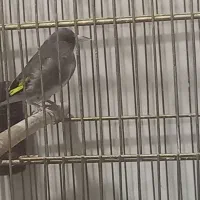 سهره نر جوجه سال تازه داره صاف میکنه|پرنده|فسا, |دیوار