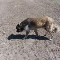 سلام ادرس شهرستان هریس روستای اربطان|سگ|تبریز, |دیوار