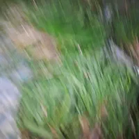 تره تازه تمیز