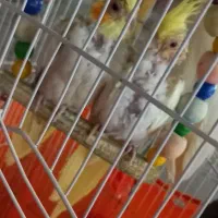 عروس هلندی مولد به همراه جوجه|پرنده|ماهدشت, |دیوار