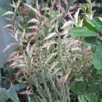 فروش انواع گل|گل و گیاه طبیعی|رشت, حومه رشت|دیوار