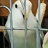 طوطی ماده و جوجه