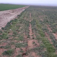 زمین کشاورزی