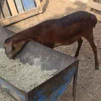 بره ماده گوشتی سن 5 ماه