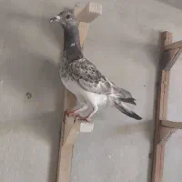 دوتا کفتر|پرنده|شیراز, کوشک میدان|دیوار