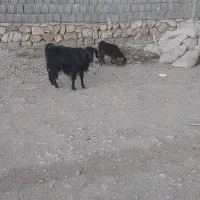 فروشیکعددبز|حیوانات مزرعه|یاسوج, |دیوار