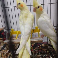 عروس هلندی|پرنده|کارون, |دیوار