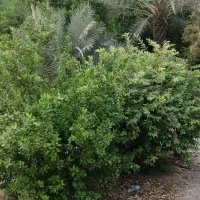 فروش باغ نخیلات و مرکبات در شهر جم