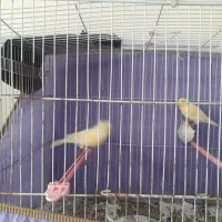 قناری گلستر|پرنده|بیرجند, |دیوار