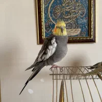 عروس هلندی نر