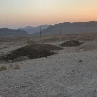 کودگوشفندی