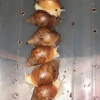 فروش خاویار حلزون