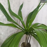 گل ذرتی|گل و گیاه طبیعی|صدرا-فارس, فاز ۱|دیوار