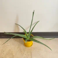 الوورا