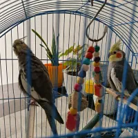 عروس هلندی جفت