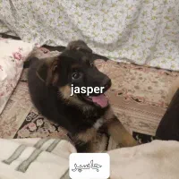 شاه توله ژرمن شیپرد مو کوتاه