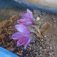 النگو وزن ۴گرم و۵۵۰