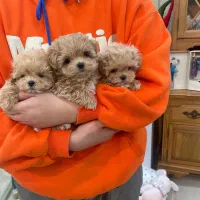 سگ پودل فنجونی نروماده2ماه 3900بی واسطه|سگ|تهران, تهرانسر مرکزی|دیوار