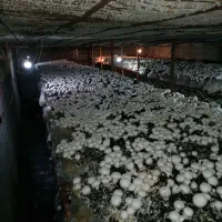 کود کمپوست قارچ رایگان