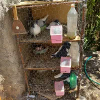 چفت طوری معاوضه